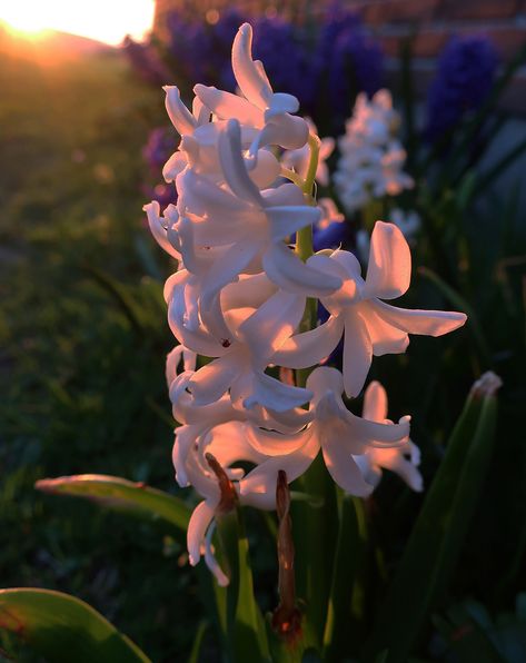 https://flic.kr/p/2iRzcJz | Hyacinth and sunset Hyacinth Aesthetic Flower, Pink Hyacinth Aesthetic, Apollo And Hyacinthus Aesthetic, Hyancith Flower Aesthetic, Hycanith Flower Aesthetic, Hyacinth Core, Hyacinths Aesthetic, Hycinthia Flower, Hyacinth Aesthetic