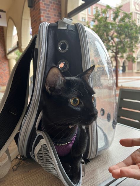 Roller Backpacks, Turtle Names, Kitty Backpack, Cat Backpack Carrier, Pet Backpack Carrier, Pet Backpack, Backpack Reviews, Cat Backpack, Brown Cat