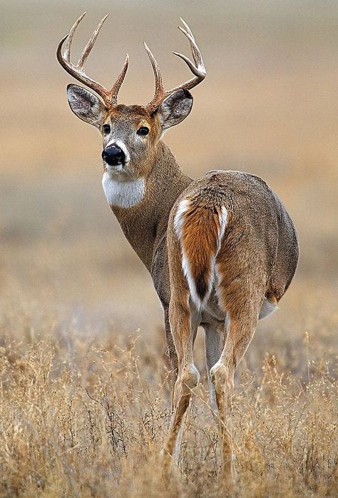 Pierre Jean Doin Deer Reference Photo, Deer Shed Ideas, Whitetail Deer Photography, Moose Drawing, Moose Cake, Moose Tattoo, Whitetail Deer Pictures, Moose Painting, Moose Pictures