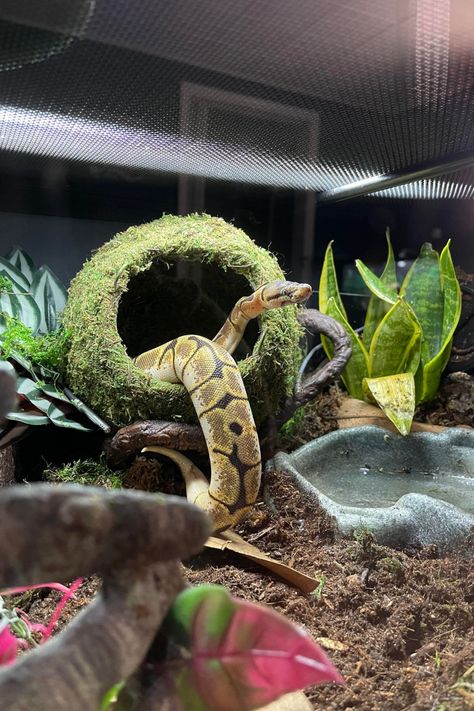 Snake Tub Setup, Snake Terrarium Ideas Ball Python, Python Enclosure Ideas, Ball Python Enclosure Ideas, Snake Enrichment, Ball Python Enclosure, Python Enclosure, Ball Python Pet, Gecko Vivarium