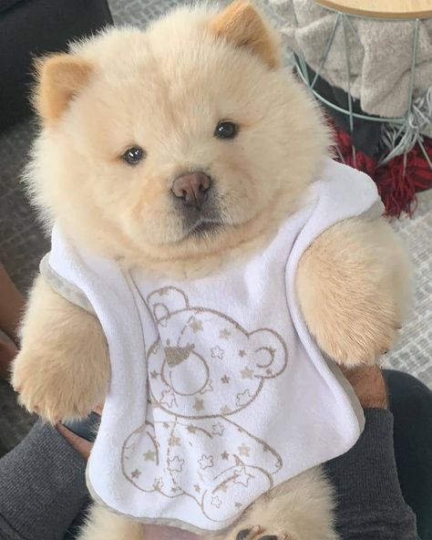 🧸 • • •⁠ 𝗙𝗼𝗹𝗹𝗼𝘄 @chowtimechowchow • • •⁠ 𝗟𝗶𝗸𝗲 & 𝗧𝗮𝗴 a friend to share a smile.⁠ • • •⁠ 📸: @s.imbachowchow Perros Chow Chow, Cute Cat Drawing, Cute Small Animals, Cute Animals Puppies, Puppy Chow, Cute Little Puppies, Silly Dogs, Fluffy Dogs