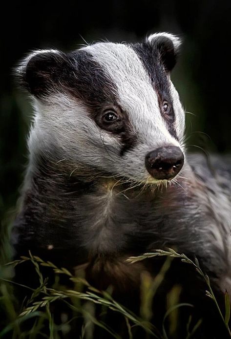 Badger Images, Badger Illustration, Wild Animals Pictures, British Wildlife, Silly Animals, Animal Heads, Woodland Creatures, Large Animals, Sweet Animals