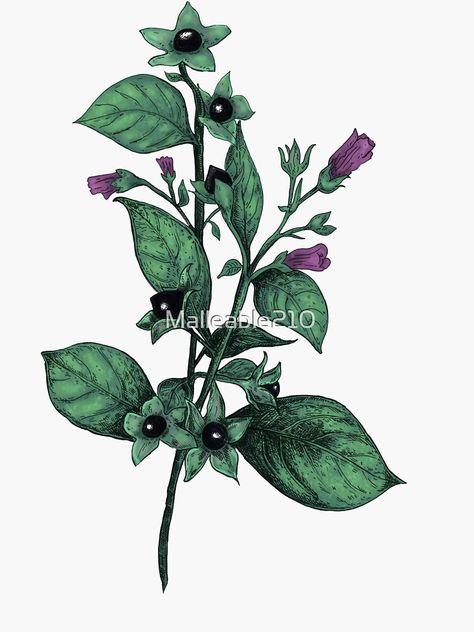 Hunger Games Tattoo, Belladonna Flower, Nightshade Flower, Nightshade Plant, Back Of Leg Tattoos, Deadly Plants, Deadly Nightshade, Flower Sleeve, Plant Book