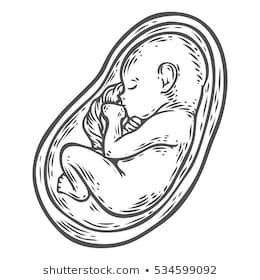 Human Fetus Concept Hand Drawn Vector Stock Vector (Royalty Free) 497578150 Baby In Womb Drawing, Womb Drawing, Biology Drawing, Baby In Womb, Pregnancy Illustration, Baby Sketch, Embroidery Hoop Art Diy, Biology Art, Baby Bowls