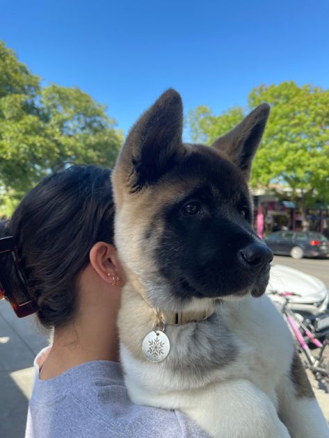 Akita Dog Aesthetic, American Akita Aesthetic, Akita Aesthetic, American Akita Puppies, Alsatian Puppy, American Akita Dog, Akita Puppy, Best Guard Dogs, Akita Puppies