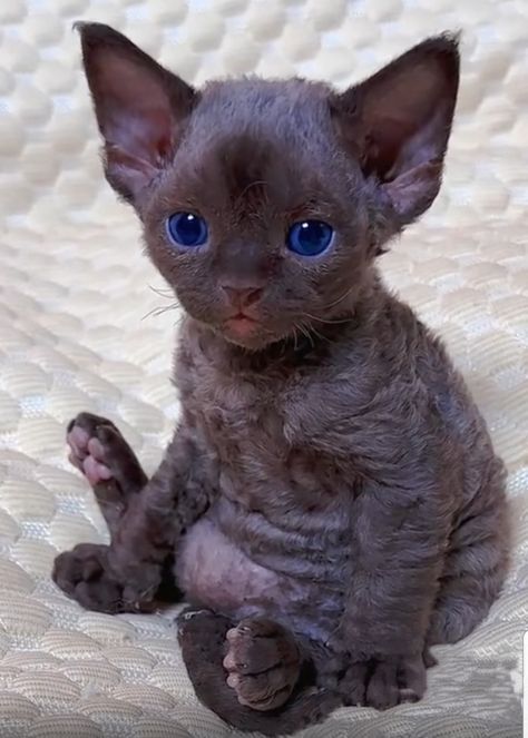 Sphinx Kitten, Cute Hairless Cat, Hairless Cats, Devon Rex Cats, Rex Cat, Exotic Cats, Söt Katt, Devon Rex, Hairless Cat