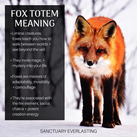 Fox Totem Spirit Guides, Fox As Spirit Animal, Fox Meaning Spiritual, Spiritual Meaning Of Foxes, Fox Meaning Spirit Animal, Fox Symbolism Meaning, Fox Magic, Fox Meaning, Witchy Fox Tattoo