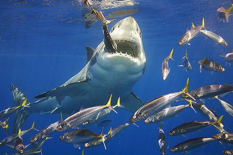 50 mm macro of White Shark Feeding Shark Aquarium, Shark Eating, Shark Facts, Shark Photos, Eating Fish, Deep Sea Creatures, Incredible Creatures, Small Fish, The Shark