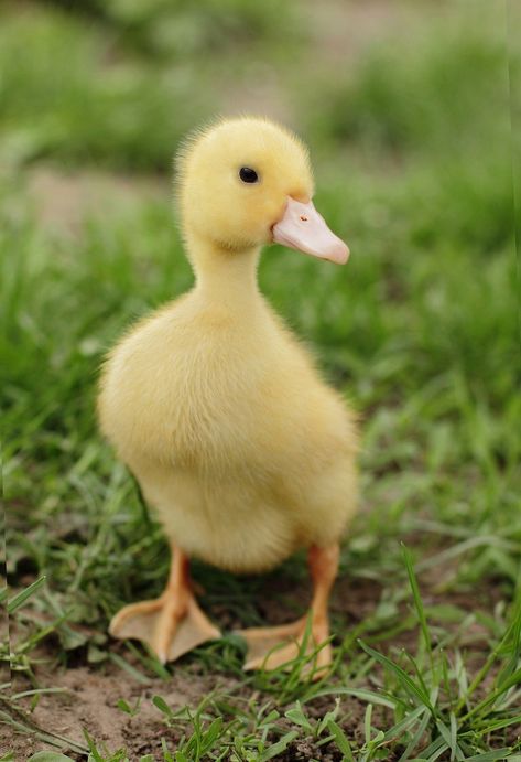 Fluffy Duck, Duck Photo, Pet Ducks, Cute Ducklings, Baby Animals Pictures, Baby Ducks, Airbrush Art, Yellow Duck