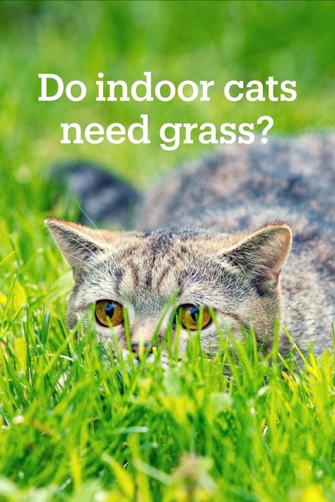 How To Grow Cat Grass Without Dirt, Grass For Cats, Cat Grass Indoor, Diy Cat Scratching Post, Cats Diy Projects, Cat Grass, Types Of Cats, What Cat, Cat Care Tips