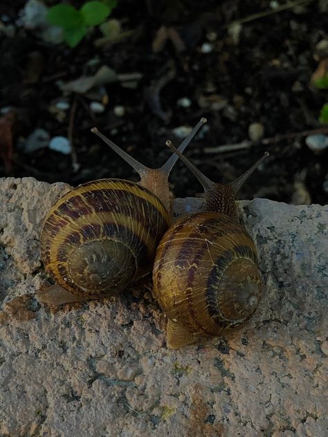 Two Snails In Love, Cute Snails Animals, Snail Pfp, Bugs In Love, Snail Picture, Aesthetic Snail, Snail Aesthetic, Snails In Love, Garden Snails