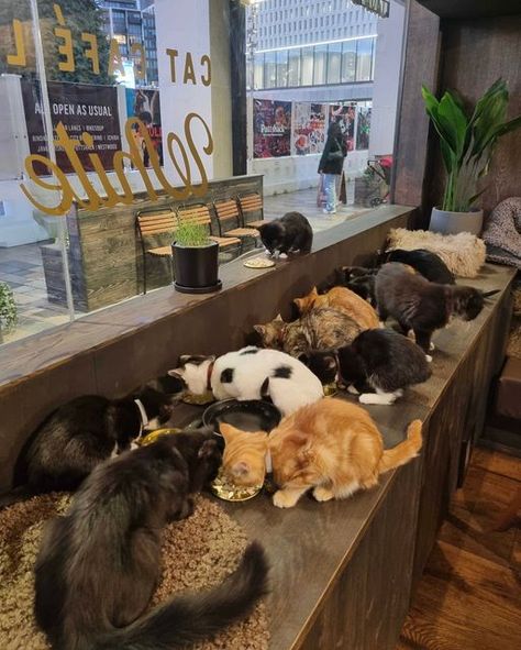 Java Whiskers Cat Cafe, Cat Cafe Interior, Cat Cafe Aesthetic, Cold Foam, Cafe Ideas, Cookie Butter, Cat Cafe, Had Enough, Work Ideas