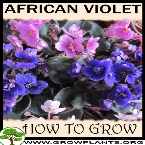 African Violets Plants For Sale, African Violet Care, Gardening Indoors, Plant Tips, African Violets Plants, Violet Plant, Easy Plants To Grow, Violet Flowers, Plant Growing