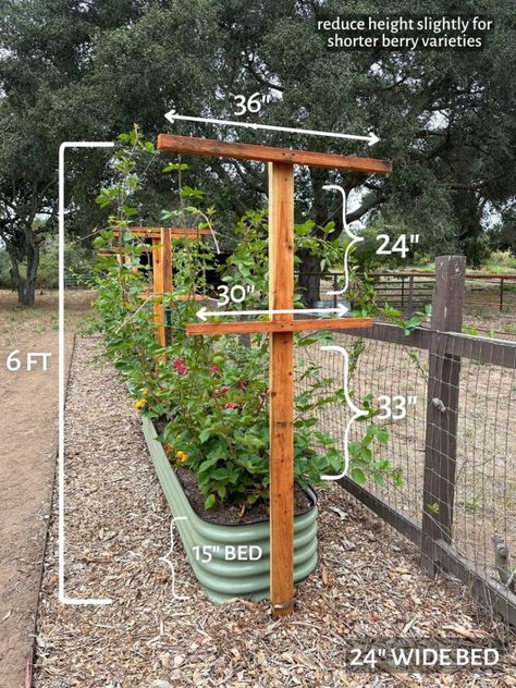 DIY Berry Trellis: How to Build a Wire Raspberry or Blackberry Trellis (Video) ~ Homestead and Chill Trellis For Grapes, Grape Trellis Ideas, Honeysuckle Trellis, Berry Trellis, Blackberry Trellis, Outdoor Trellis Ideas, Raspberry Trellis, Grape Trellis, Berry Garden