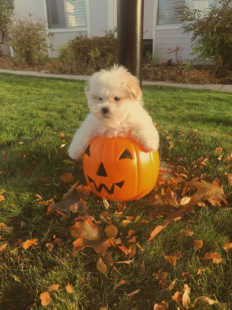 Animals Dressed Up For Halloween, Dog Halloween Aesthetic, Cute Animals Halloween, Fall Puppy Photoshoot, Preppy Halloween Pfp, Preppy Fall Pfp, Dog Fall Photoshoot, Fall Dog Photoshoot, Fall Puppies