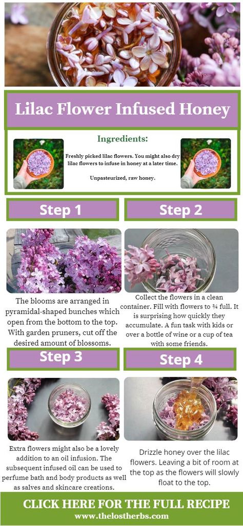 Lilac Flower Infused Honey - The Lost Herbs Infused Honey, Herbal Remedies Recipes, Foraging Recipes, Herbal Recipes, Herbal Magic, Dandelion Recipes, Herbs For Health, Edible Food, Honey Recipes