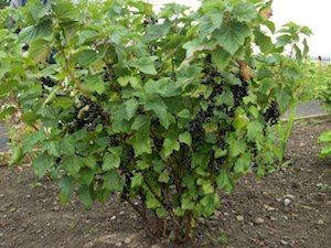 Black Currant Bush, Raspberry Patch, Plant Space, Currant Bush, Xmas House, Fruit Cage, Vegetable Garden Beds, Bush Garden, Berry Garden