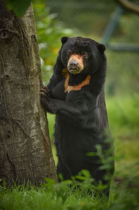 Sloth Bear Malayan Sun Bear, Asian Black Bear, Sun Bear, Moon Bear, Sloth Bear, Bear Paintings, Bear Drawing, Tropical Animals, Funny Af