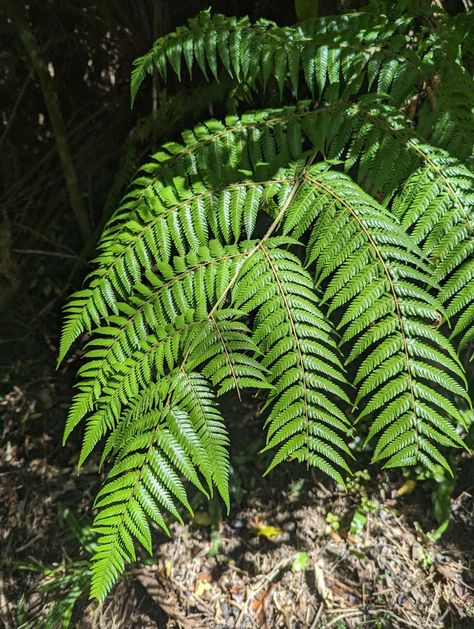 silver fern from Pine Hill, Dunedin, New Zealand on March 08, 2023 at 02:29 PM by Hamish Lilley · iNaturalist Structural Plants, Fruit Shrubs, Japanese Fern, Tassel Fern, Evergreen Ferns, Wood Fern, Dunedin New Zealand, Woodland Gardens, Pine Hill