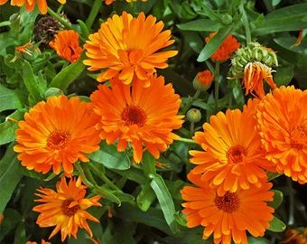 GardenFlowerSeed - Etsy Calendula Officinalis, Calendula Flower, Rose Seeds, Zinnia Flowers, Organic Soil, Moon Garden, Outdoor Flowers, Sustainable Garden, Organic Seeds