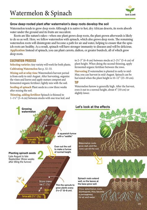 Japanese Companion Planting, Desert Permaculture, Garden Companion Planting, Natural Farming, Farming Techniques, Hillside Landscaping, Victory Garden, Permaculture Gardening, Gardening Techniques