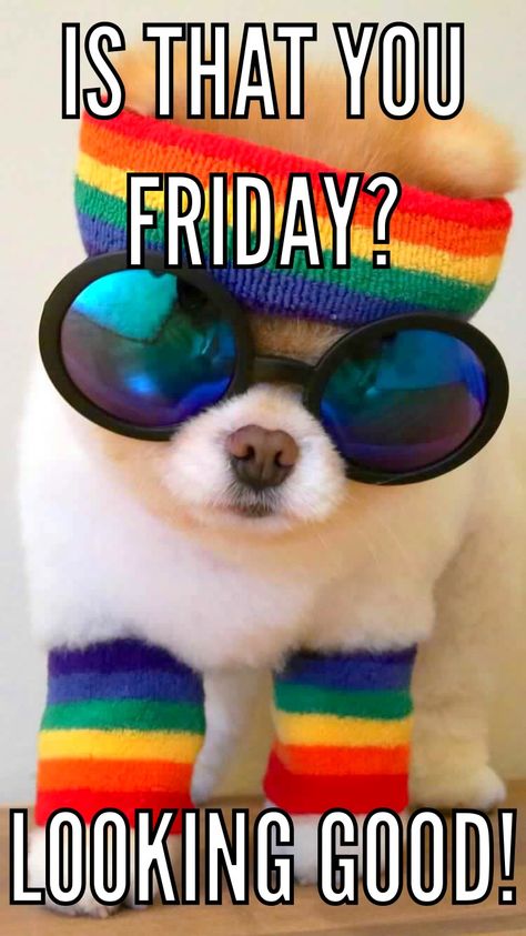 Friday Happy Friday Images Funny, Happy Friday Funny, Happy Friday Humour, Friday Funny Pictures, Work Related Quotes, Quirky Sayings, Happy Friday Pictures, Friday Memes, Friday Morning Quotes