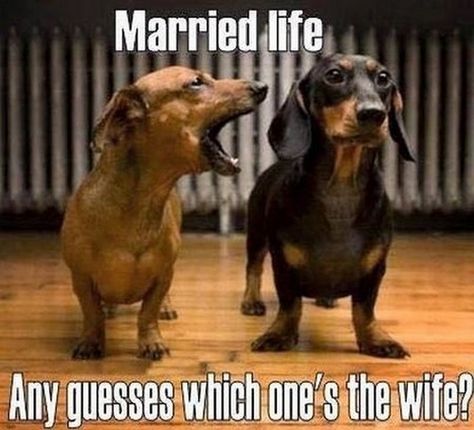 Ingenieur Humor, Wife Memes, Wife Humor, Funny Dachshund, Dachshund Lovers, Marriage Life, Twisted Humor, Animal Jokes, Married Life