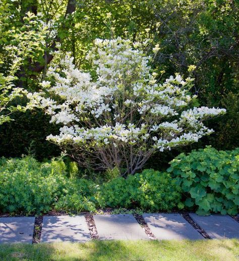 Cornus Kousa, Backyard Plan, Garden Flower Beds, Planting Plan, Corner Garden, Garden Shrubs, White Gardens, Garden Trees, Garden Cottage