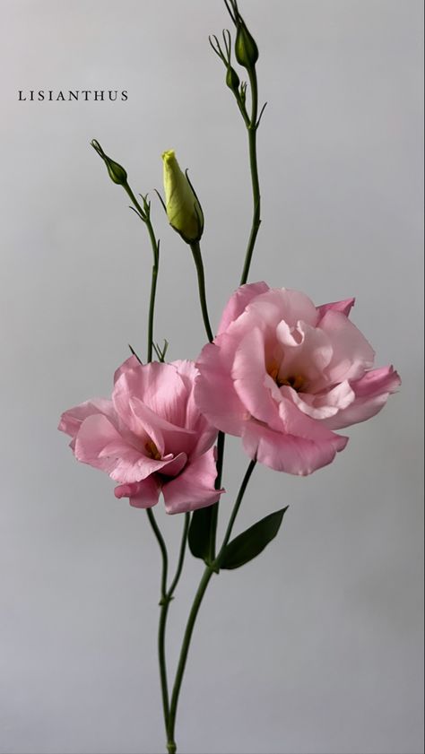 Lisianthus Flower Aesthetic, Flower Refrences Photos, Floral Reference Photos, Flowers Reference Photo, Lisianthus Tattoo, Flower Reference Photo, Side Flower Design, Flower Side View, Bouquet Reference