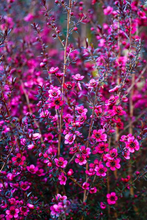 Australian Native Cottage Garden Plants, Australian Native Hedge, Australian Native Flower Garden, Australian Cottage Garden, Native Garden Australia, Australian Native Cottage Garden, Australian Native Garden Landscaping, Australia Plants, Native Australian Garden