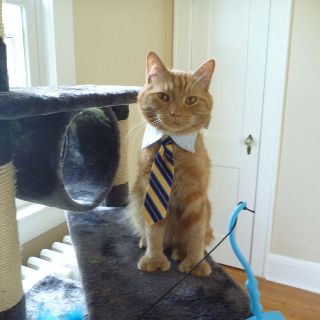 Awesome orange cat ready for work in his new outfit (tie costume)! Orange Cat Costume, Cats Adorable, Cat Dressed Up, Cat Tie, Shared Apartment, Boy Cat, Orange Cats, Adorable Cats, Brown Cat