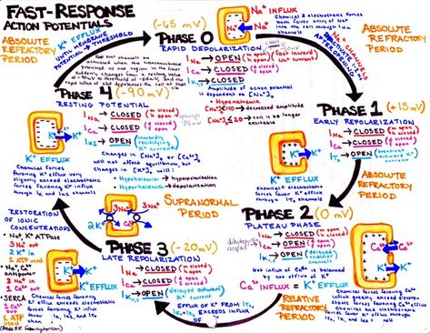 fast response action potentials Action Potential, Med School Study, Cardiac Cycle, Np School, Mcat Study, Nursing School Essential, Medicine Notes, Medical Student Study, Medical Laboratory Science