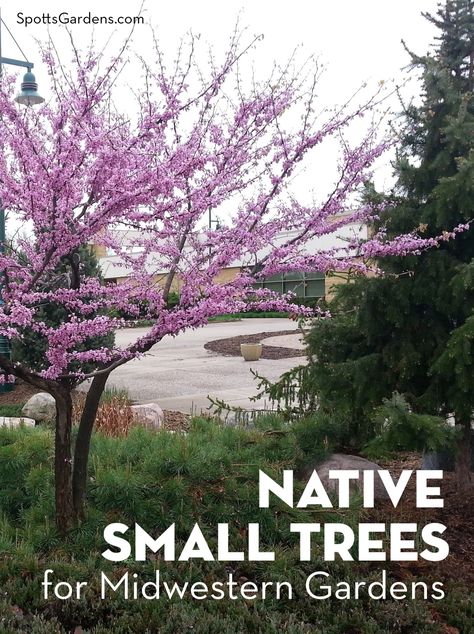 Native Small Trees for Midwestern Gardens Pagoda Dogwood Tree, Dogwood Tree Landscaping, Small Landscape Trees, Michigan Landscaping, Pagoda Dogwood, Part Shade Plants, Tiny Gardens, Minnesota Landscaping, Design On A Budget