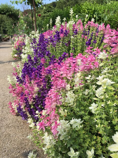 Clary Sage Southwest Desert, Water Wise, Plant Combinations, Clary Sage, Bulb Flowers, Heaven On Earth, Gardening Ideas, Indoor Planters, Cut Flowers