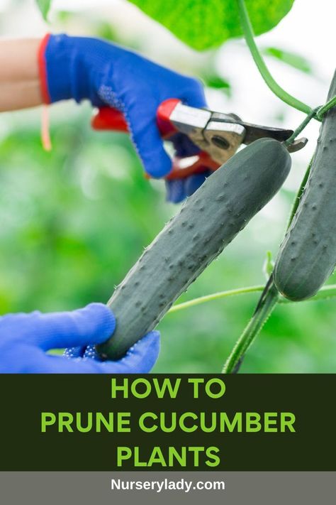 Cucumber plant pruning -
Pruning cucumbers -
Cucumber care tips -
Gardening techniques -
Pruning guide -
Plant maintenance -
Cucumber growth -
Garden care -
Pruning benefits -
Cucumber health -
Stem pruning -
Leaf trimming -
Plant vitality -
Growth stimulation -
Gardening best practices -
Plant recovery -
Nutrient distribution -
Plant structure -
Pest prevention -
Seasonal pruning - How To Prune Cucumber Plants, Pruning Cucumber Plants, Growing Cucumbers Vertically, Cucumber Plants, Cucumber Gardening, Cucumber Varieties, Vining Plants, Trellis Netting, Vines And Flowers