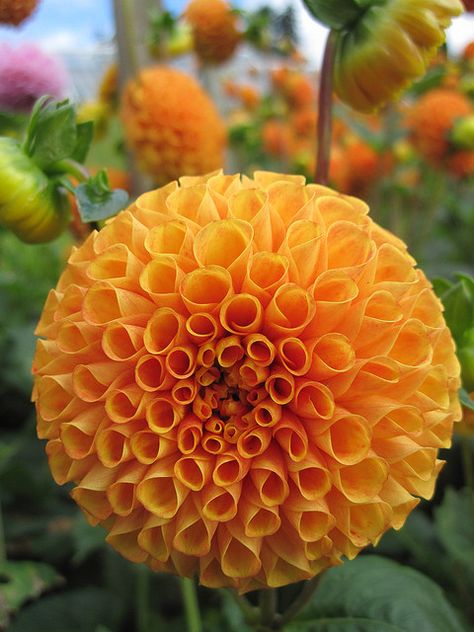 A Perfect Round Flower,  by John Hackston Round Flowers, Foto Macro, Dahlias Garden, Round Flower, Dahlia Flower, Flower Beauty, Beautiful Blooms, Summer Garden, Orange Flowers