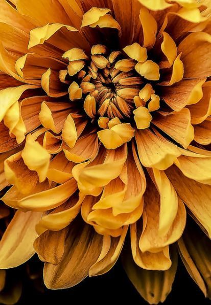 ~ It's a Colorful Life ~ Mustard Flowers, Colored Flowers, Yellow Aesthetic, Yellow Flower, Mellow Yellow, Shades Of Yellow, Pantone Color, Chrysanthemum, Pretty Flowers