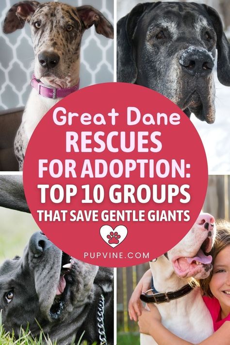 Great Dane Rescue, New Puppy Checklist, Puppy Checklist, The Great Dane, Puppies Tips, Dane Dog, Great Dane Dogs, Puppy Gifts, Adoption Process