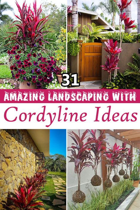 Front Ideas Yard, Front Yard Landscaping Ideas On A Budget Florida, Canna Landscaping Ideas, Red Star Cordyline, Torbay Dazzler Cordyline, Cordyline Plants Landscaping Ideas, Cordyline Landscaping, Tropical Front Yard Landscaping Ideas, Tropical Backyard Landscaping Oasis