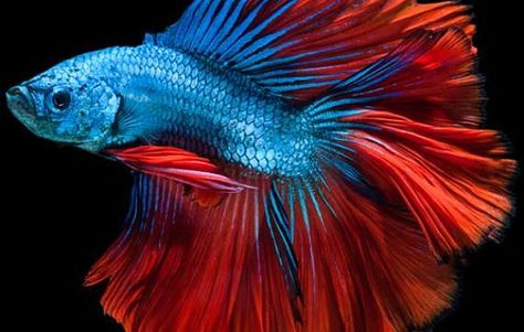 Pez Betta Siamese Fish, Betta Fish, Fish, Red, Blue, White, Black