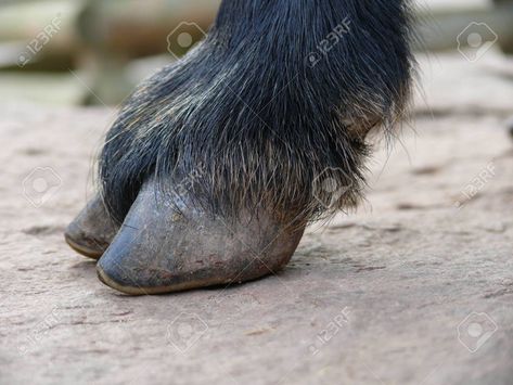 Hoof of a goat - 123624616 Cow Hooves, Hoof Shoes, Tiger Fur, Three Toed Sloth, Black Goat, Goat Horns, Clydesdale Horses, Lion Paw, Fur Texture