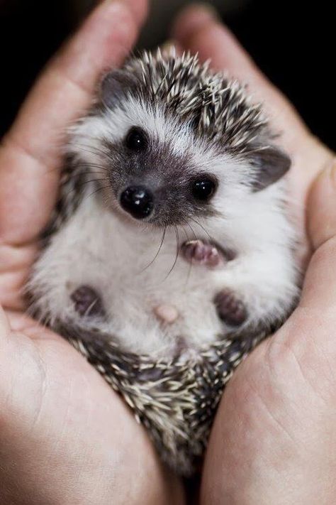 20 Adorable Animals That Will Make Your Day Brighter - I Can Has Cheezburger? Best Small Pets, Hedgehog Animal, Hedgehog Pet, Baby Hedgehog, Gut Healing, Cute Hedgehog, Small Puppies, Cute Animal Photos, Amazing Animals