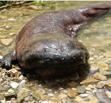 The Chinese giant salamander is the biggest amphibian in the world growing up to 6 ft (180 cm) long. TB chinese giant salamander | Animal A Day!: Chinese Giant Salamander Chinese Giant Salamander, Giant Salamander, River Monsters, Extinct Animals, Rare Animals, Endangered Animals, Reptiles And Amphibians, Weird Animals, Endangered Species