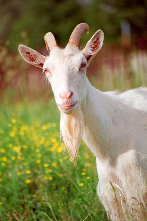 Symbolic Goat Meaning: Giddy Over Goat Symbolism on Whats-Your-Sign Goat Meaning, Cute Brown Dog, Lassie Dog, Female Goat, Green Grass Background, Animal Meanings, Grass Background, Cute Goats, Bike Photo