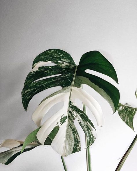 Amazing leaf of Monstera borsigiana variegata! Phot Monstera Borsigiana, Minimalist Homes, Plant Goals, Plants Are Friends, Deco Nature, Best Indoor Plants, Monstera Plant, Monstera Deliciosa, Perfect Plants