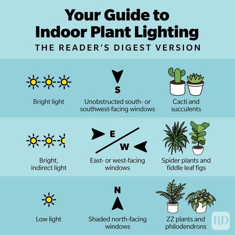 Indoor Grow Light Setup Ideas, Indoor Plant Light Guide, Lighting For Plants Indoor, Indoor Plants Lighting, Bright Indirect Light Plants, Plant Light Guide, Direct Sunlight Plants Indoor, Light For Plants Indoor, Indoor Grow Light Ideas