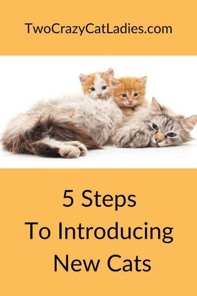 Introducing new cats into your home of existing kitties can be stressful. Some think that letting the cats “hash it out” is a good idea, but we disagree. There’s a proven way to introduce new cats into your home peacefully and successfully and this will help you avoid future behavioral issues or fights. Introducing Cats To Cats, First Time Cat Owner, Cat Problems, How To Cat, Older Cats, Cat Hacks, Kitten Rescue, Siberian Cat, Natural Cat