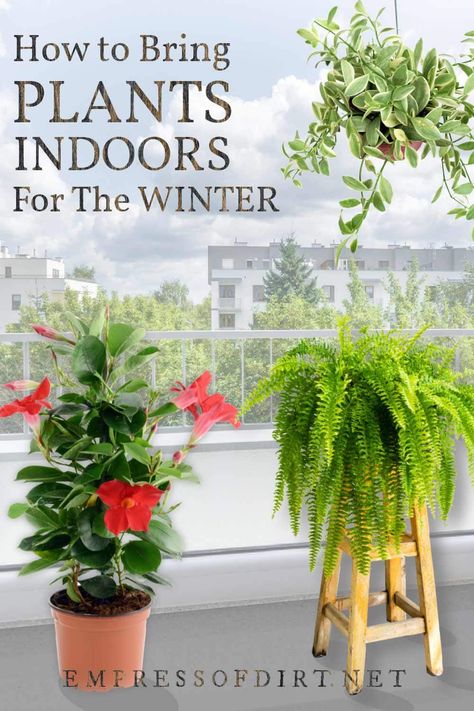 Moving Plants, Outside Plants, Growing Plants Indoors, Winter Plants, Summer Plants, Garden Containers, House Plants Decor, Foliage Plants, Large Plants