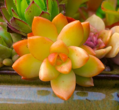 Golden Sedum, Growing Succulents, Succulent Plants, Planting Succulents, The Golden, Succulent, Mango, Mural, Fruit