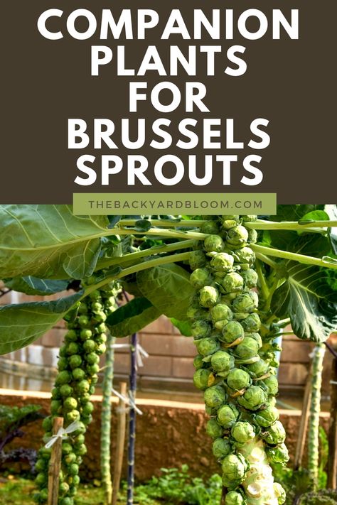 Companion Plants For Brussels Sprouts Grow Brussel Sprouts, Brussel Sprout Plant, Grow Tomatoes Indoors, Growing Tomatoes Indoors, Growing Tomatoes From Seed, Growing Organic Tomatoes, Tomatoes In Containers, Indoor Vegetables, How To Grow Tomatoes